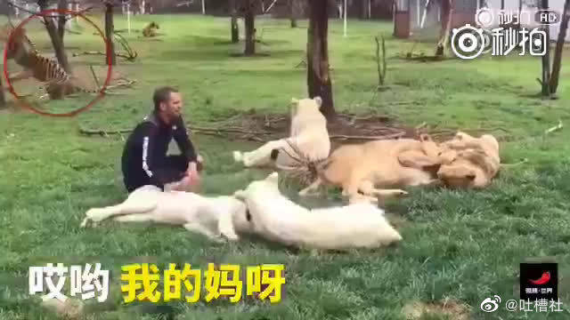 啊哈c安卓版c语言编译器安卓版-第1张图片-太平洋在线下载