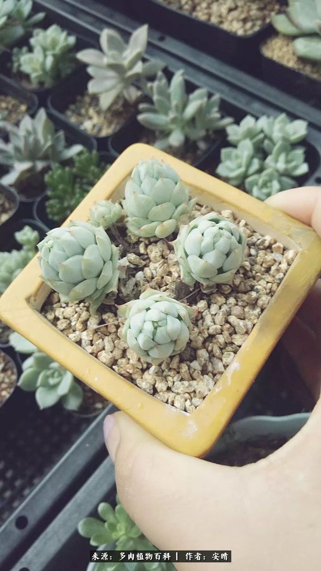 苹果版小蓝豆小苹果网页版官网-第2张图片-太平洋在线下载